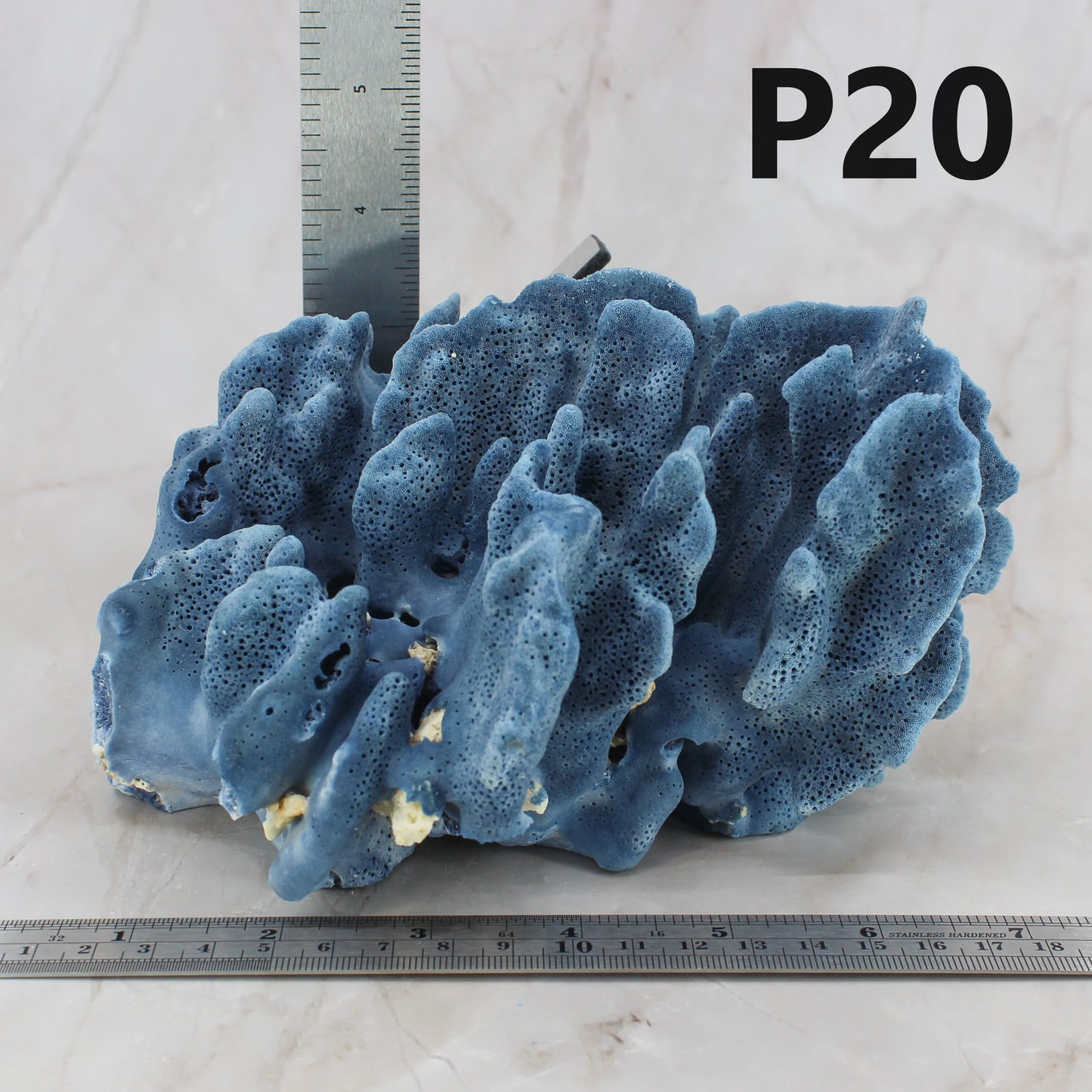 Blue Coral 5-7"