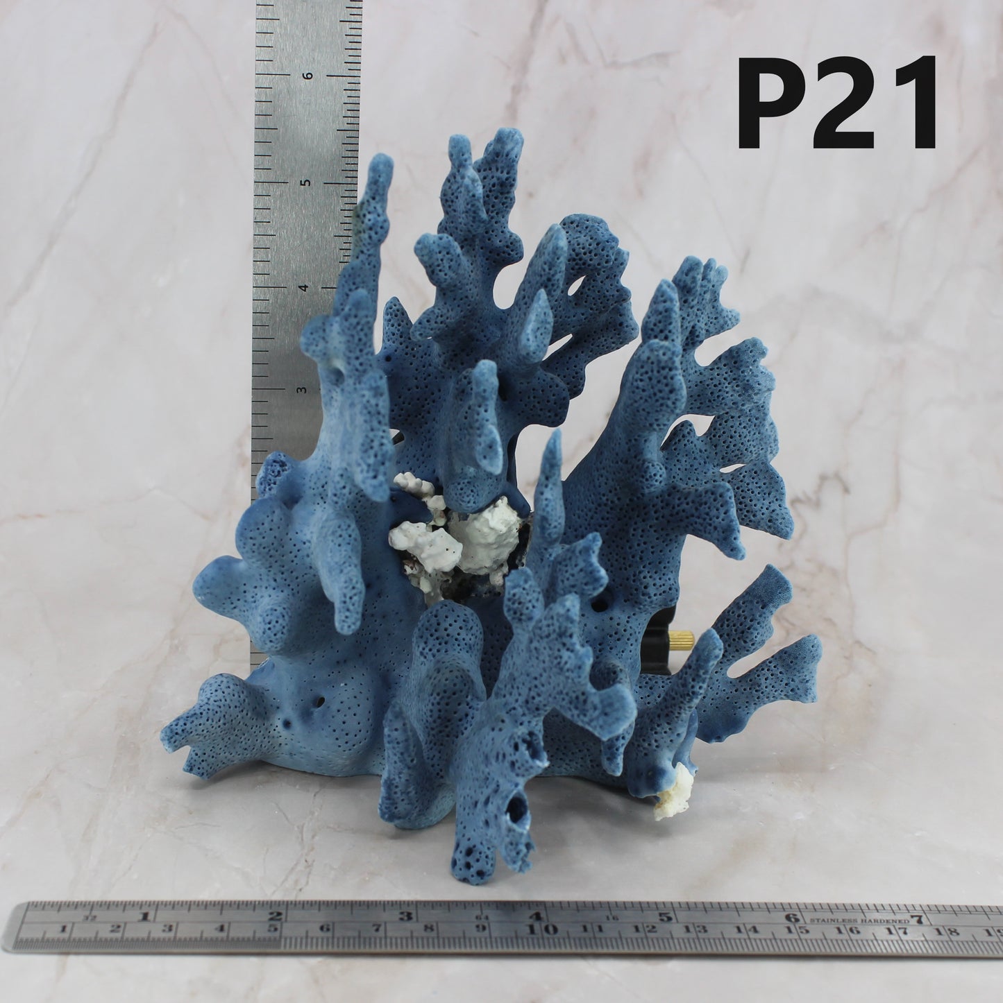 Blue Coral 5-7"