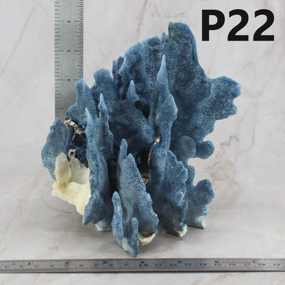 Blue Coral 5-7"