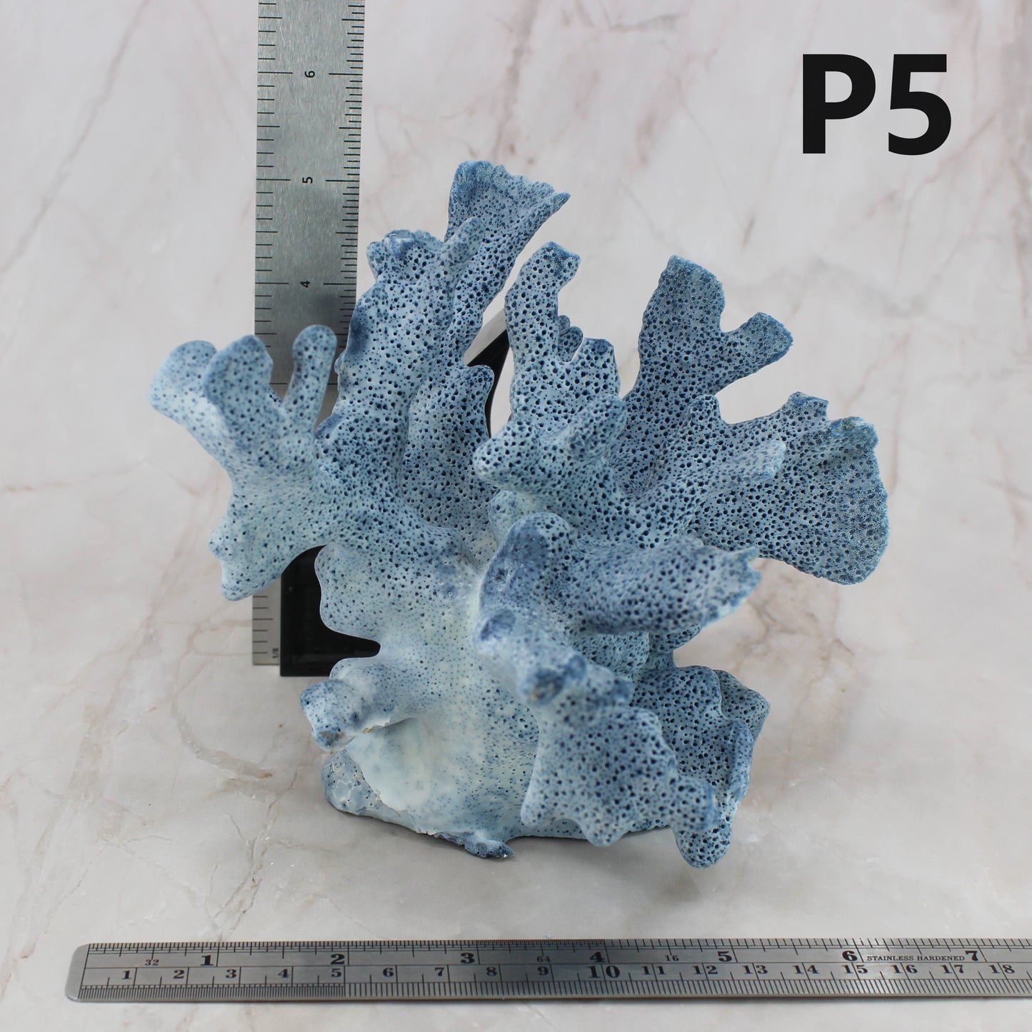 Blue Coral 5-7"