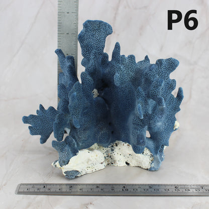 Blue Coral 5-7"