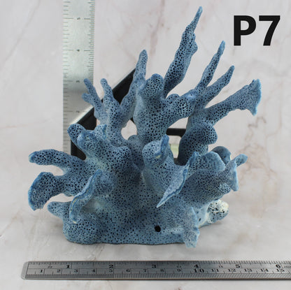 Blue Coral 5-7"