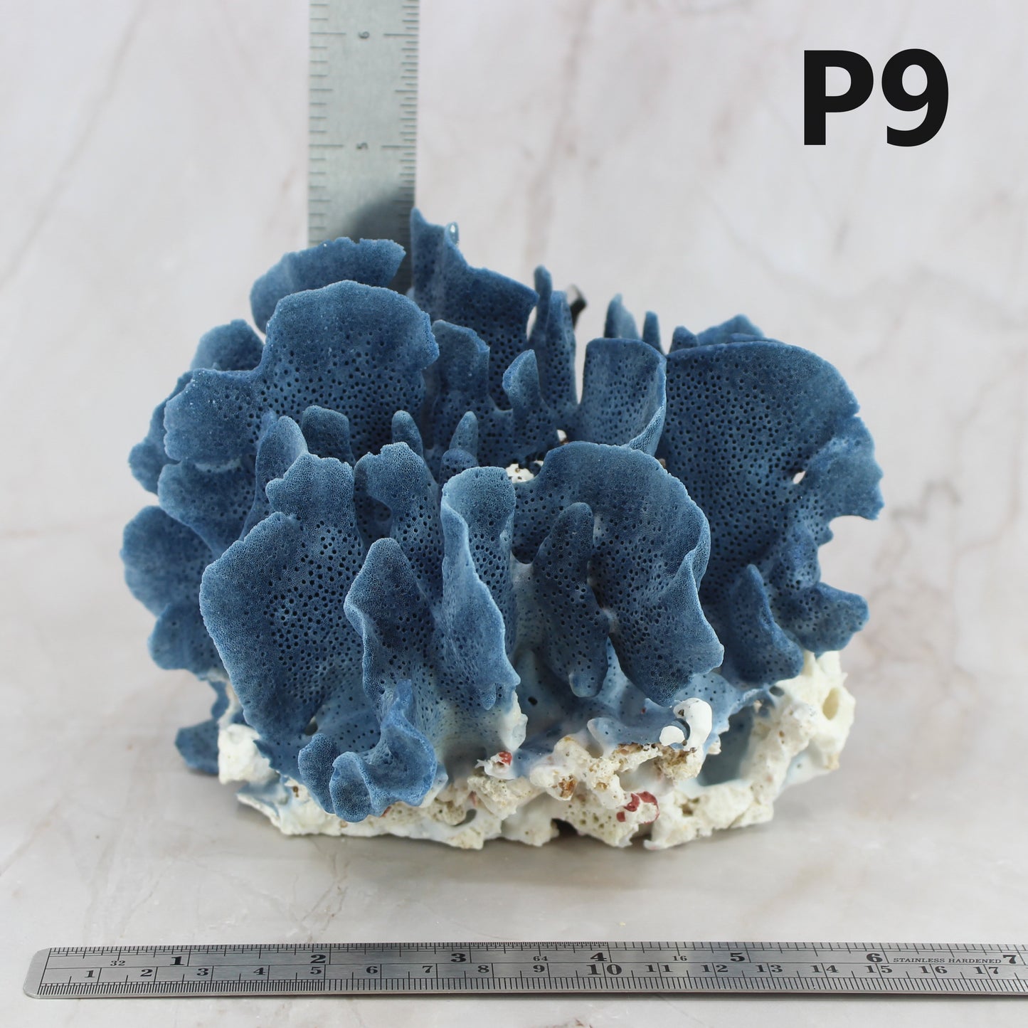 Blue Coral 5-7"