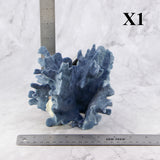 Blue Coral 5-7"