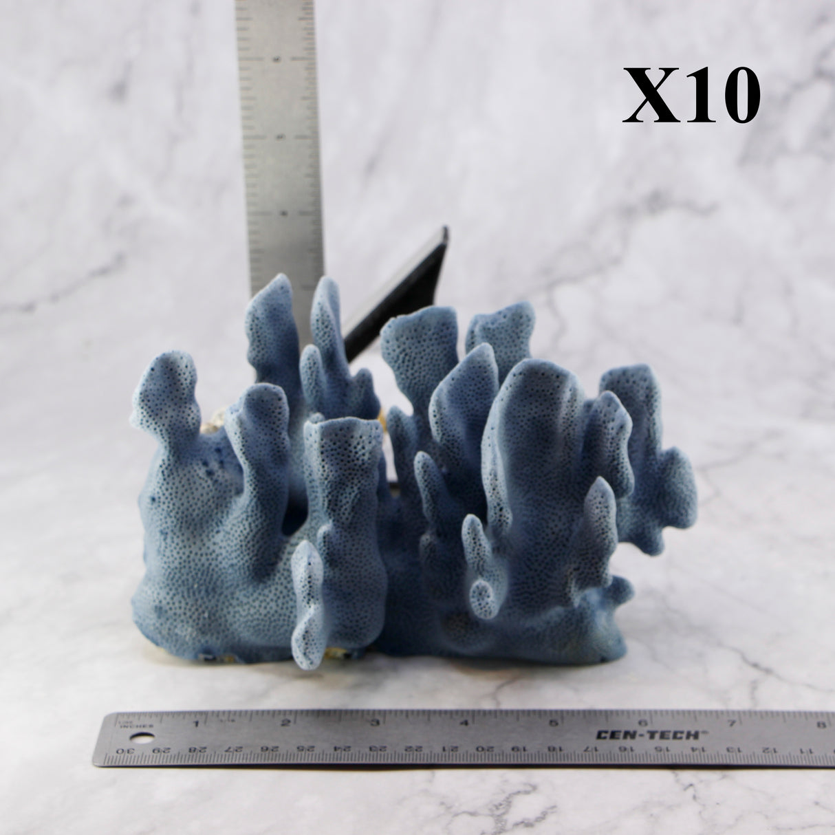 Blue Coral 5-7"