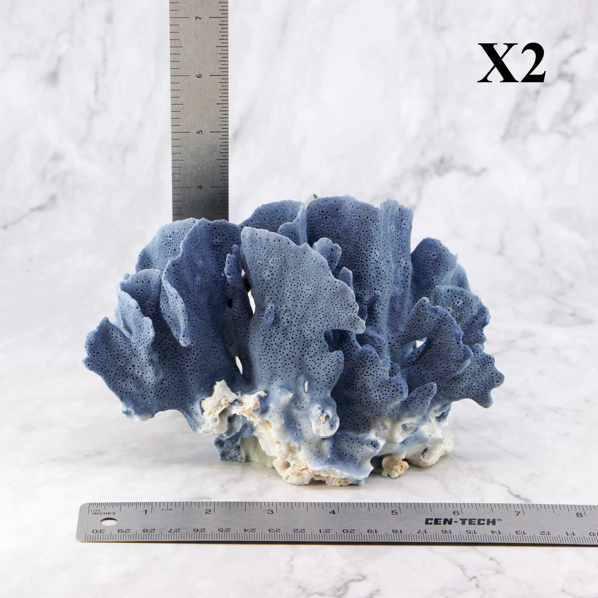 Blue Coral 5-7"