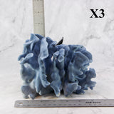 Blue Coral 5-7"
