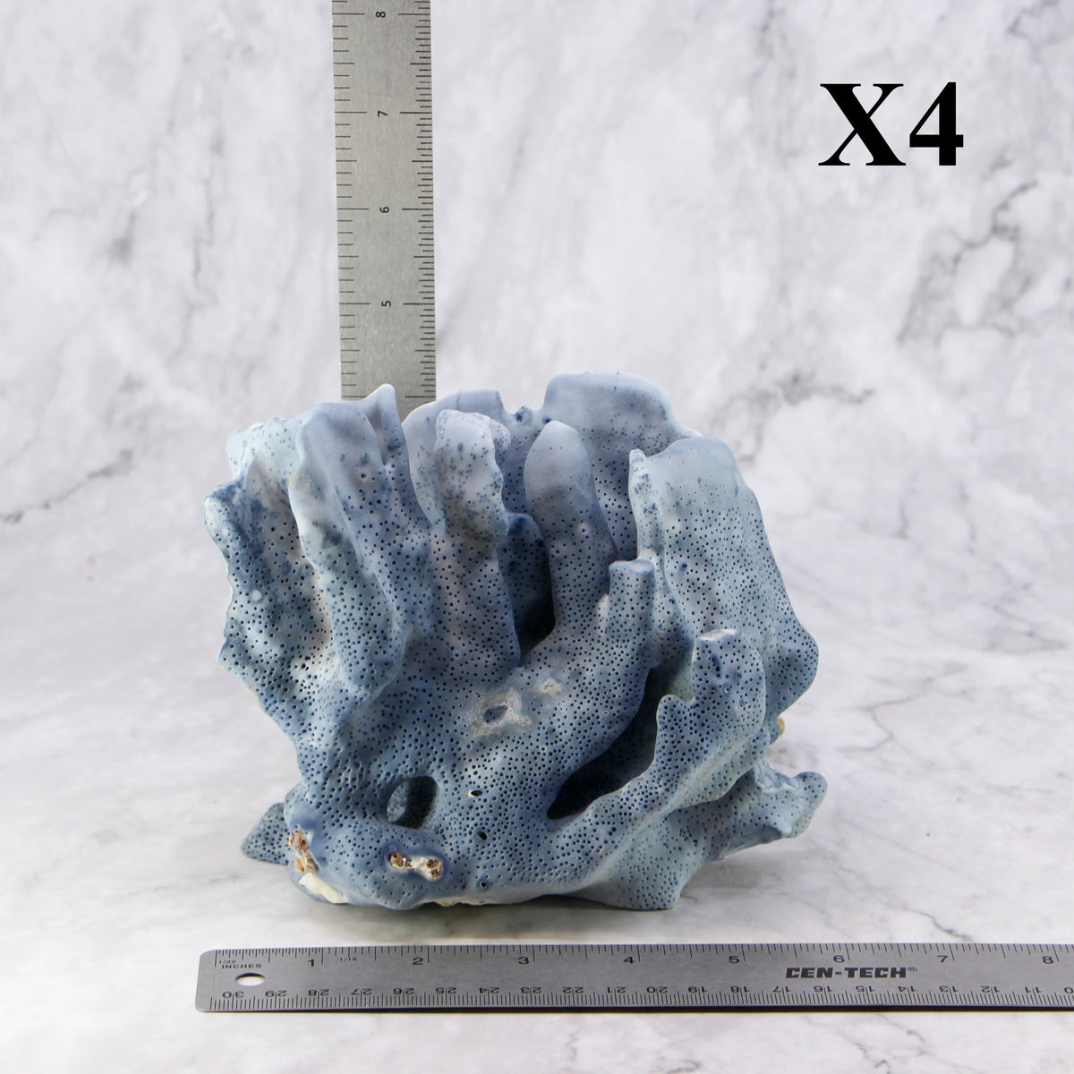 Blue Coral 5-7"
