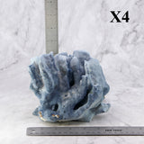 Blue Coral 5-7"