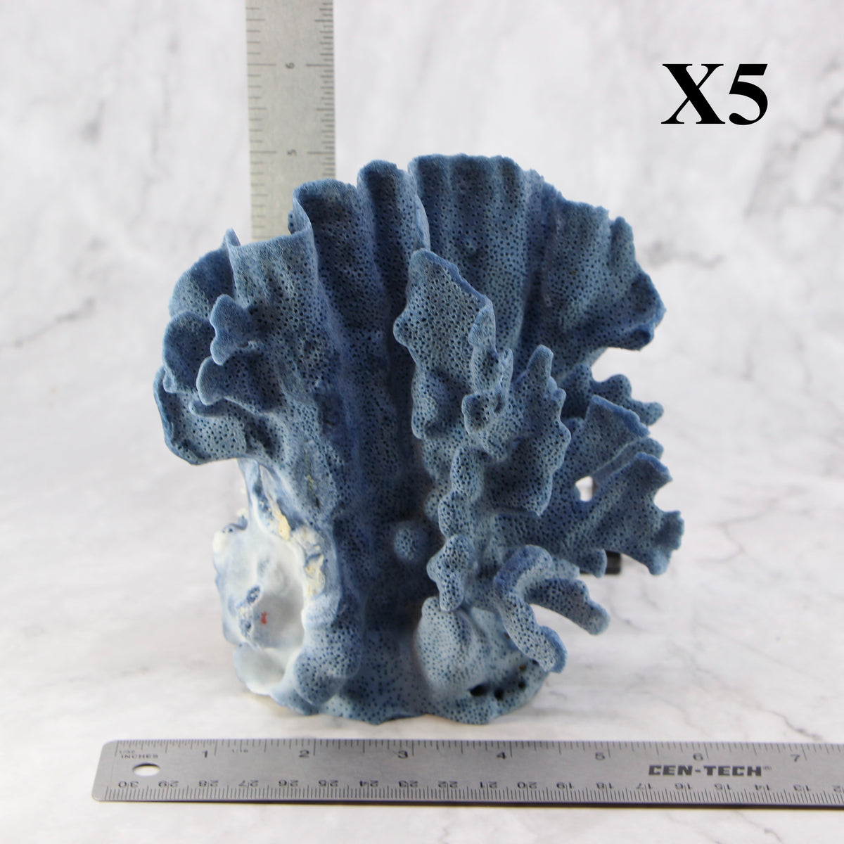 Blue Coral 5-7"