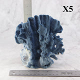 Blue Coral 5-7"