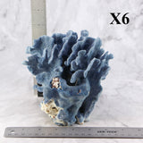 Blue Coral 5-7"