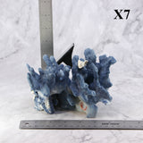 Blue Coral 5-7"