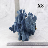 Blue Coral 5-7"