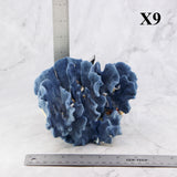 Blue Coral 5-7"