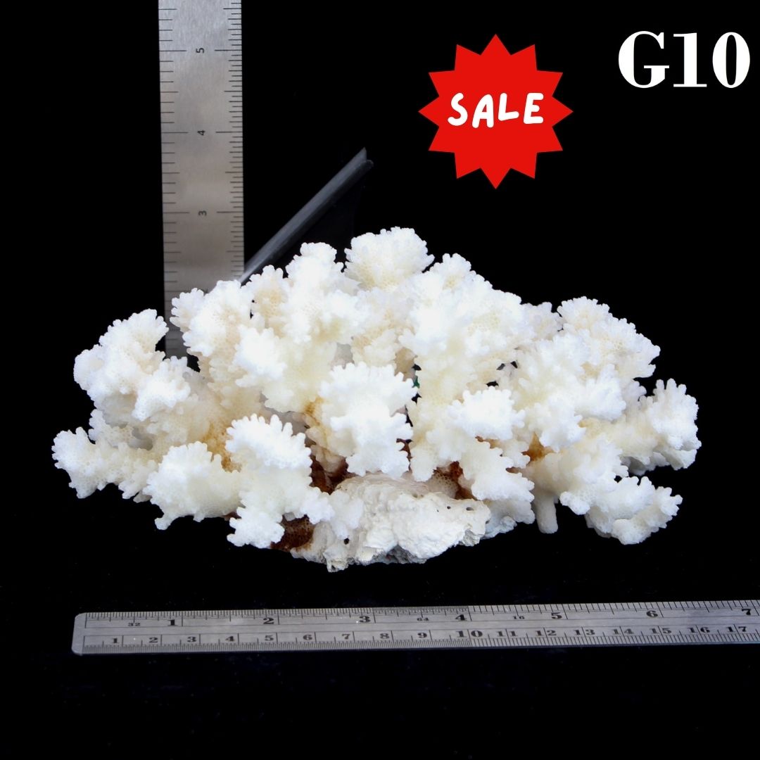 Brownstem Coral 5-7"