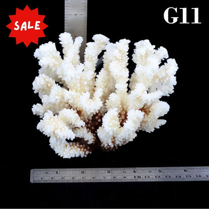 Brownstem Coral 5-7"