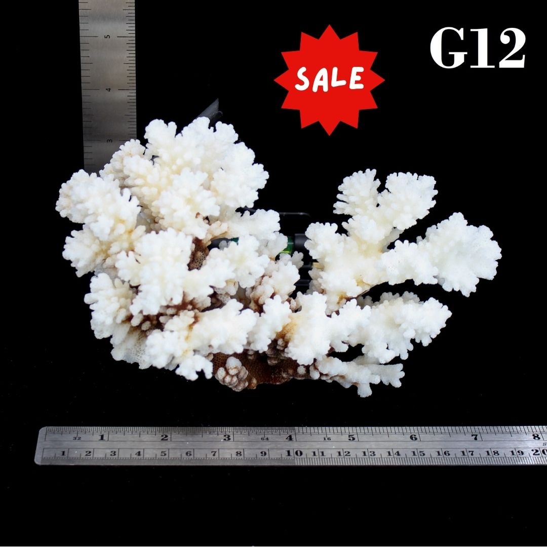 Brownstem Coral 5-7"