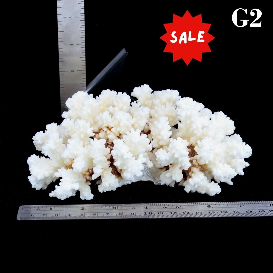 Brownstem Coral 5-7"