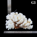 Brownstem Coral 5-7"