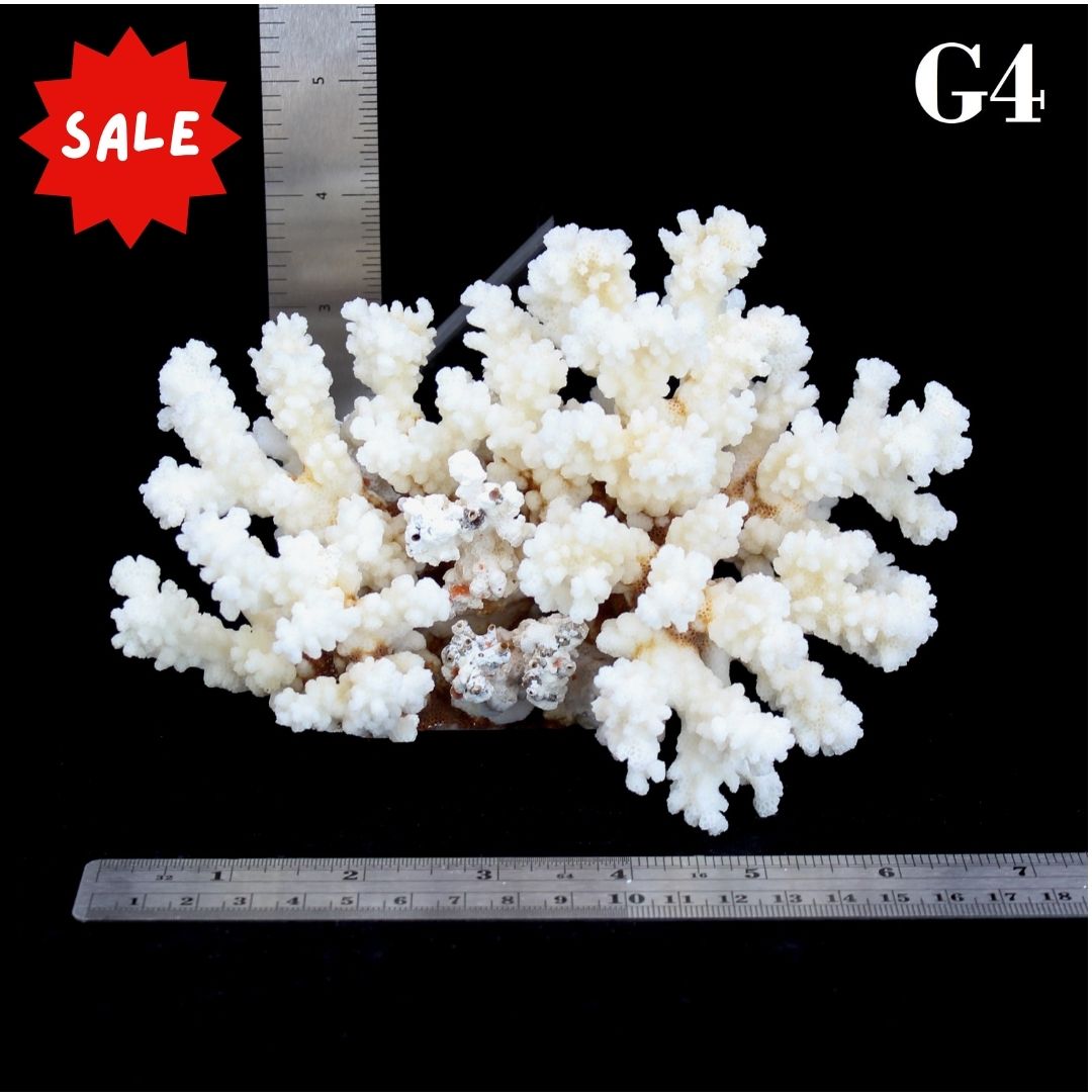 Brownstem Coral 5-7"