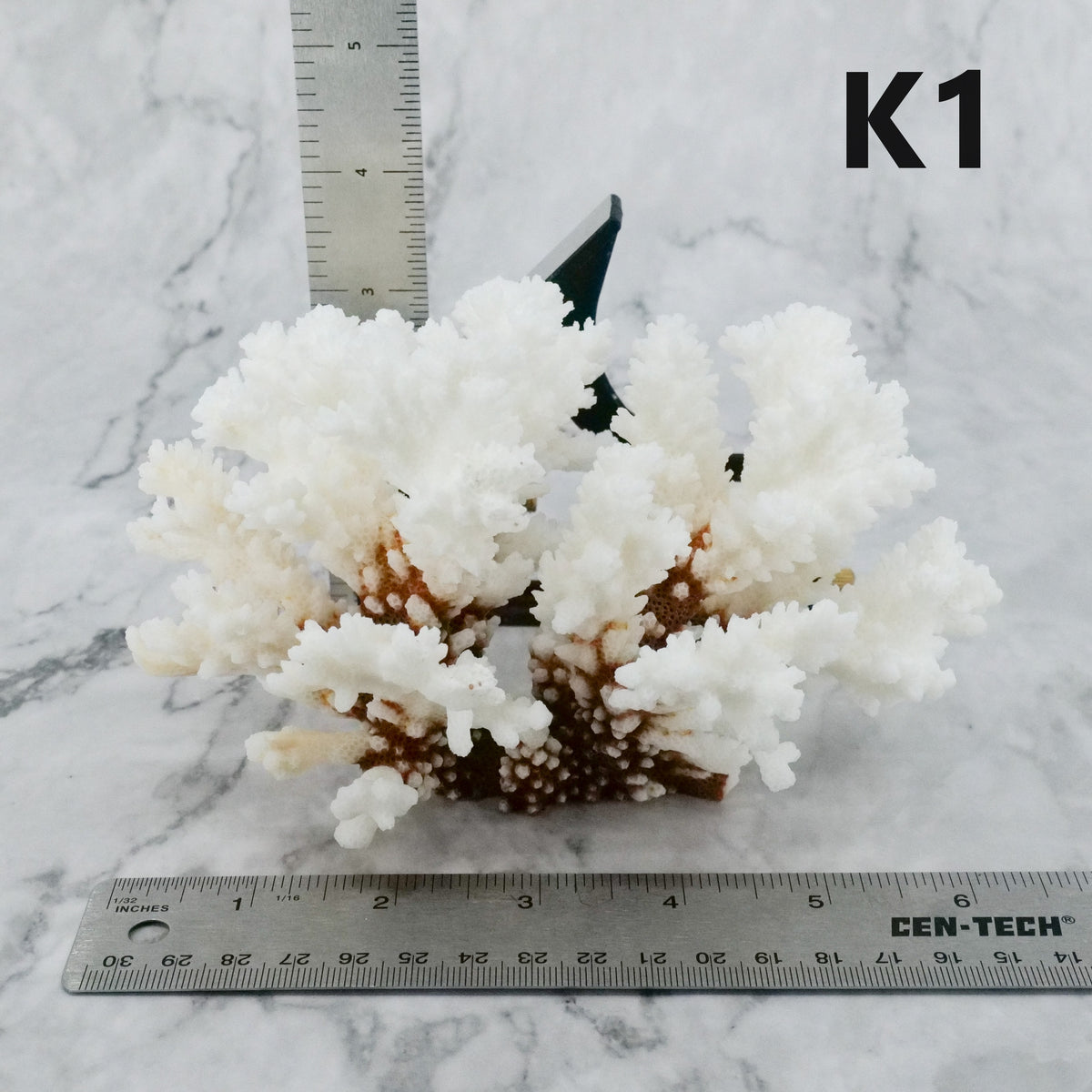 Brownstem Coral 5-7"