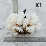 Brownstem Coral 5-7"