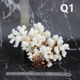 Brownstem Coral 5-7"