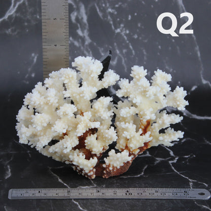 Brownstem Coral 5-7"