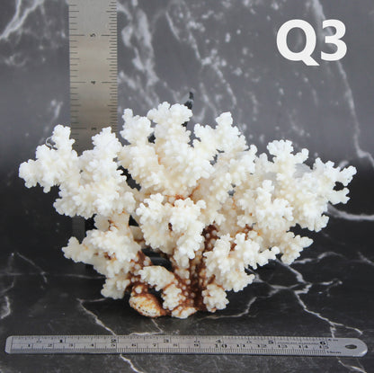 Brownstem Coral 5-7"