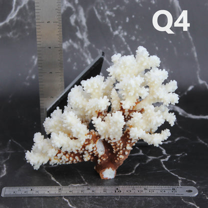 Brownstem Coral 5-7"