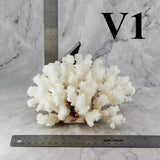 Brownstem Coral 5-7"