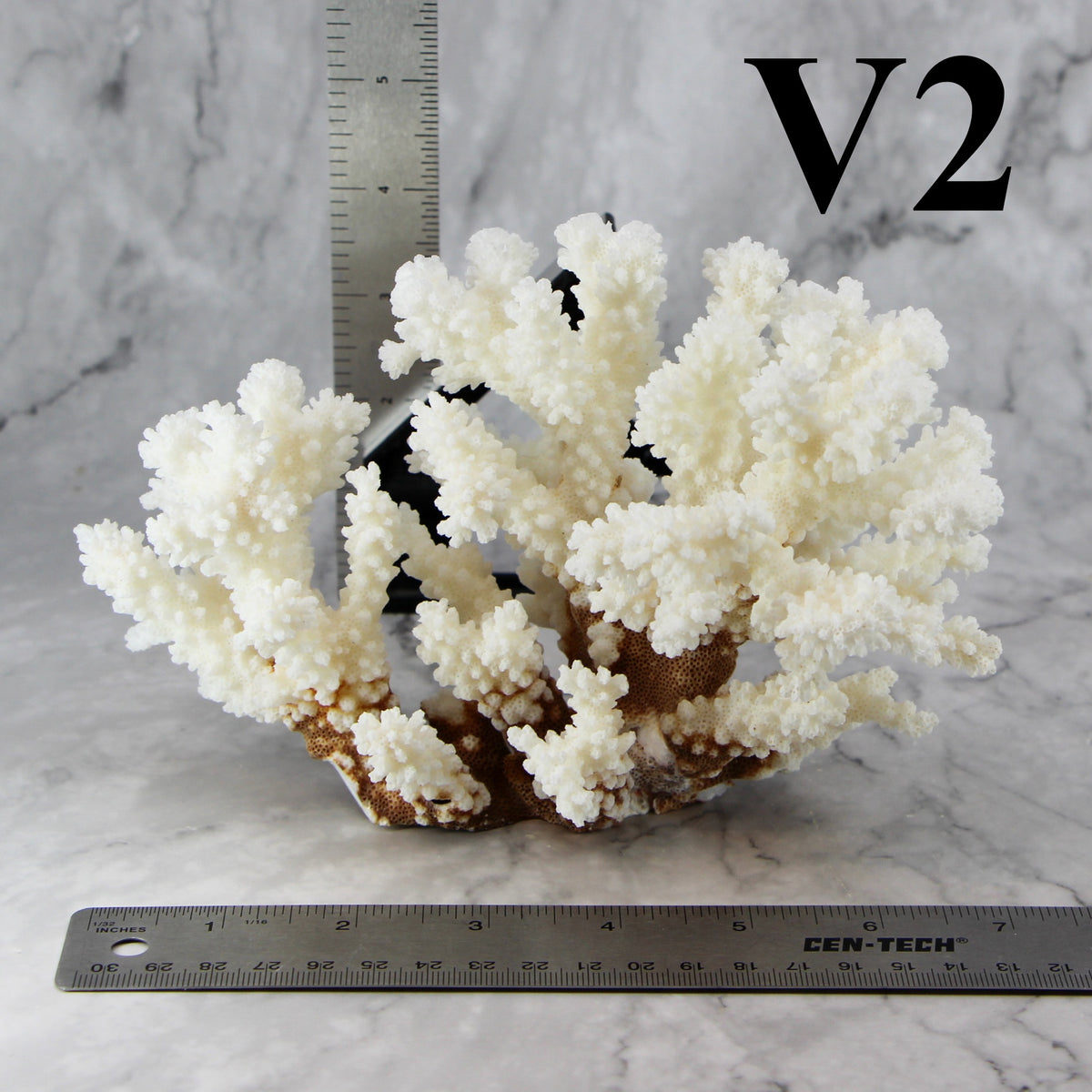 Brownstem Coral 5-7"