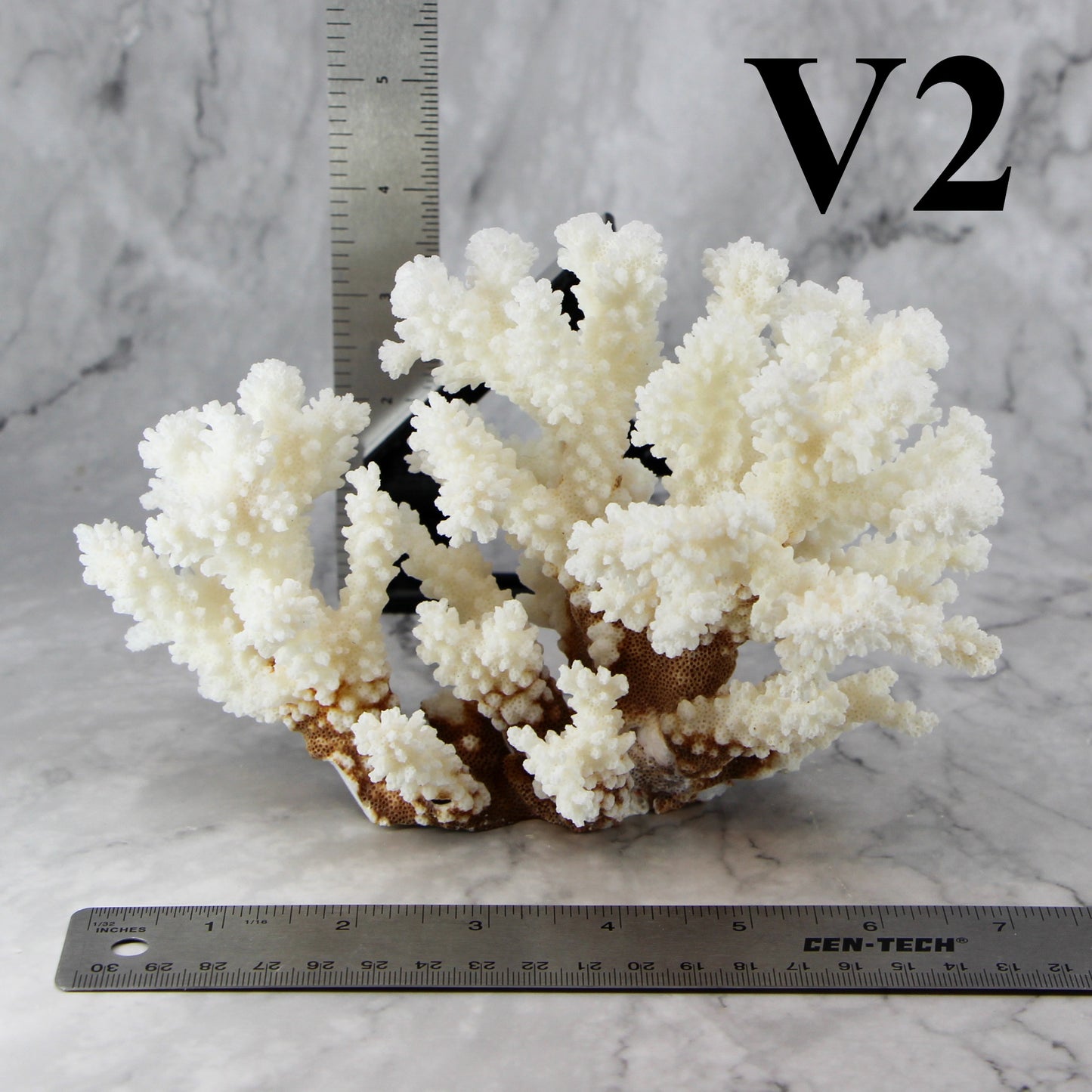 Brownstem Coral 5-7"