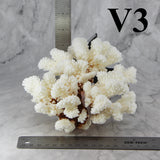 Brownstem Coral 5-7"