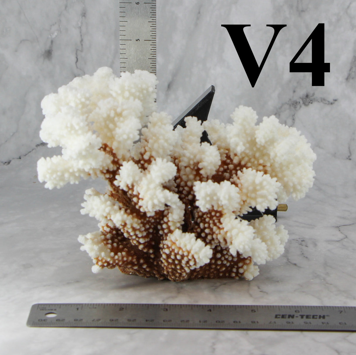Brownstem Coral 5-7"
