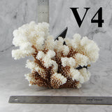 Brownstem Coral 5-7"