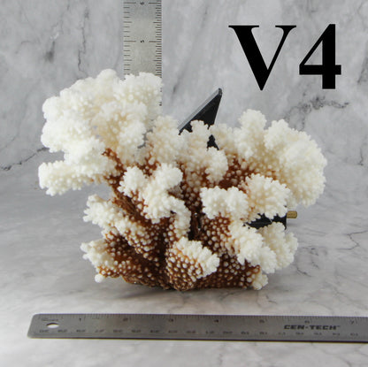Brownstem Coral 5-7"
