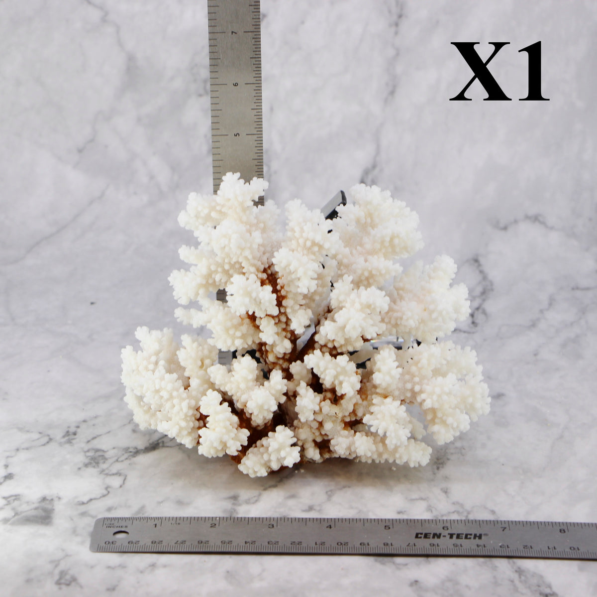 Brownstem Coral 5-7"