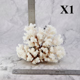 Brownstem Coral 5-7"