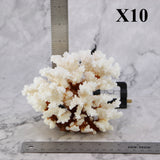 Brownstem Coral 5-7"