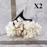 Brownstem Coral 5-7"