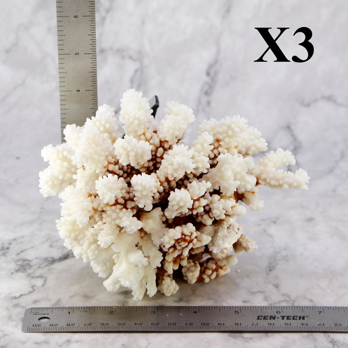 Brownstem Coral 5-7"