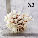 Brownstem Coral 5-7"