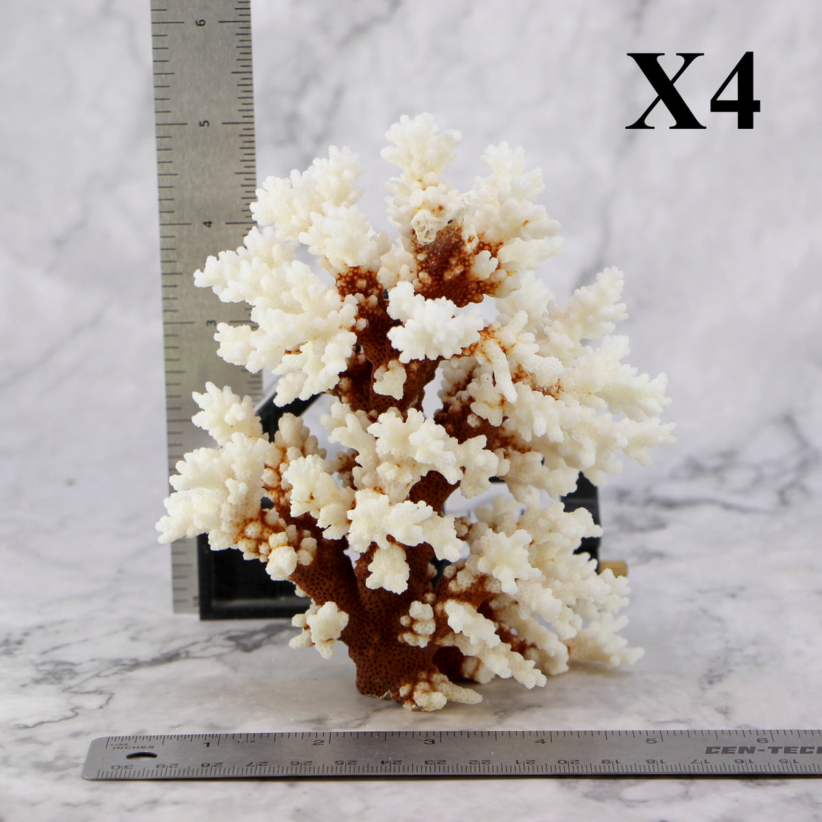 Brownstem Coral 5-7"