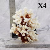 Brownstem Coral 5-7"