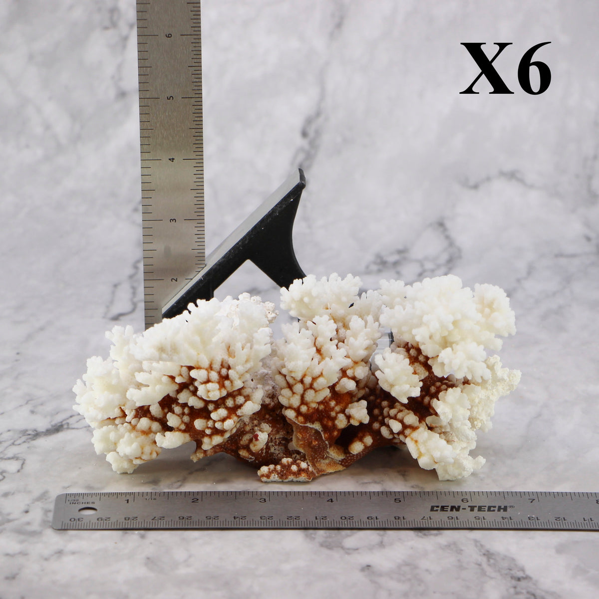 Brownstem Coral 5-7"