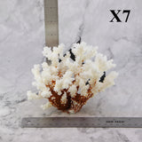 Brownstem Coral 5-7"