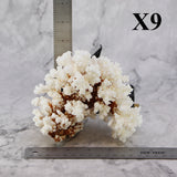 Brownstem Coral 5-7"