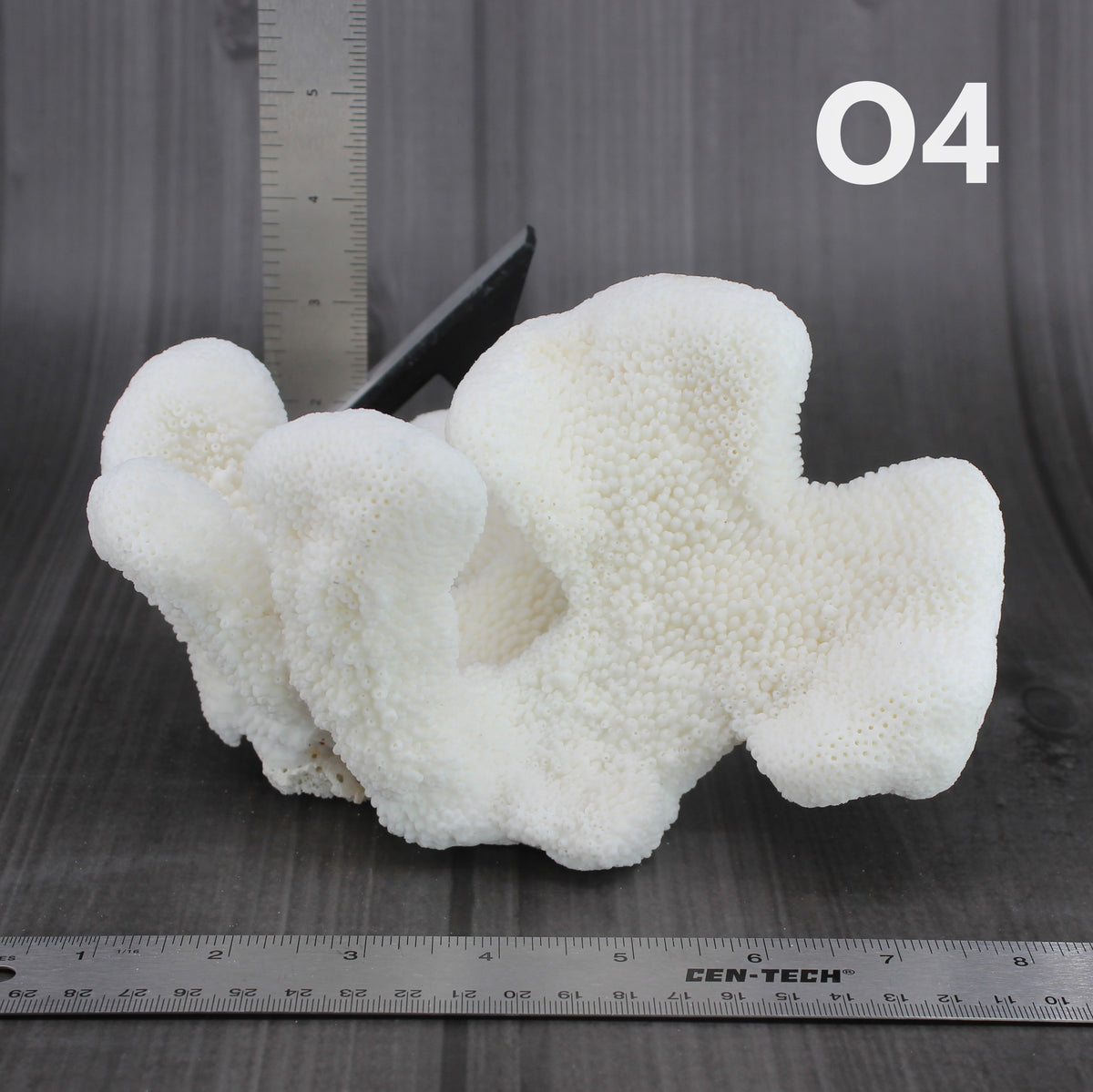 Catspaw Coral 5-7"